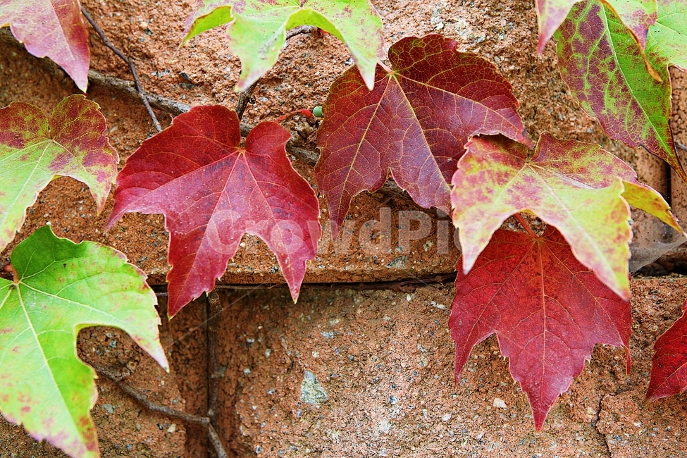 단풍,붉은색,색감,색깔,식물,자연,넝쿨식물,잎,가을,계절,fall,autumn,season,식물,자연,plants,nature,leaf,plant,tree,나무