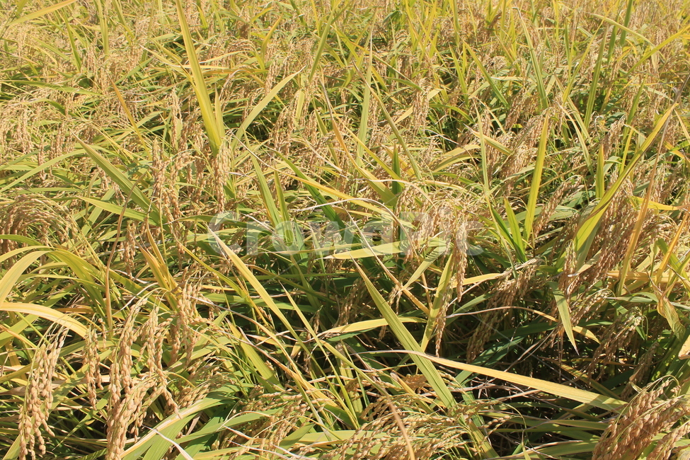 가을,벼,추수,autumn,fall,rice,ricefield,plant,식물,nature,자연,곡류,곡식,cereals,농업,농사,agriculture,farming,farming industry