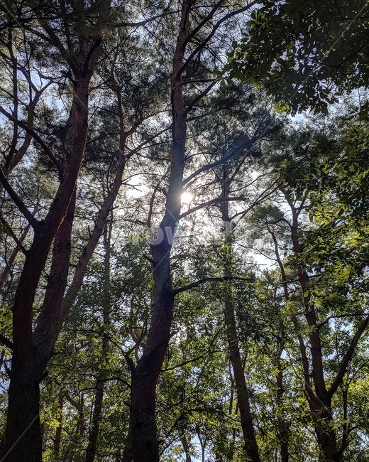tree,나무,plant,식물,하늘,sky,숲,forest