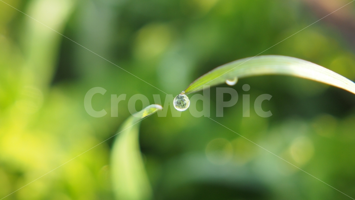 이슬,풀잎,풀잎사랑,접사,아침,식물,자연,plants,nature,감성,sensible,feeling