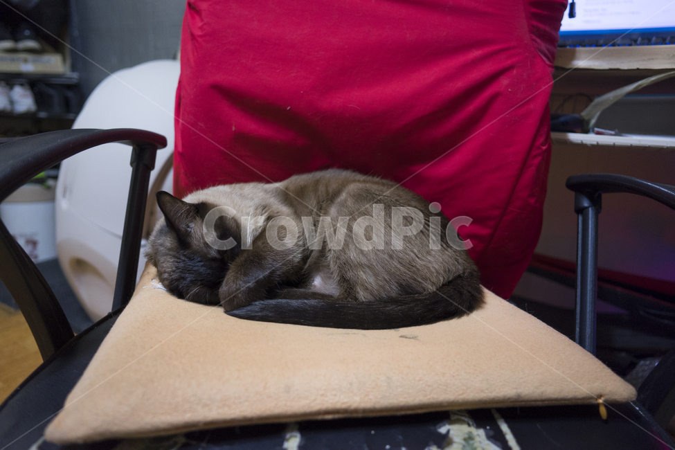 고양이,옥탑방고양이,길고양이,cat,애완묘,샴고양이,자는고양이,동물,animal,포유류,mammal,고양이,cat,kitten,kitty