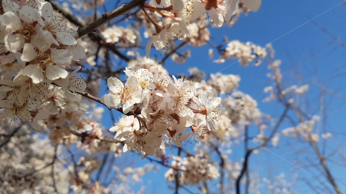 봄에피는꽃,벚꽃,벚꽃나무,봄,꽃송이,봄,계절,spring,season,plant,식물,blossom,꽃,flower