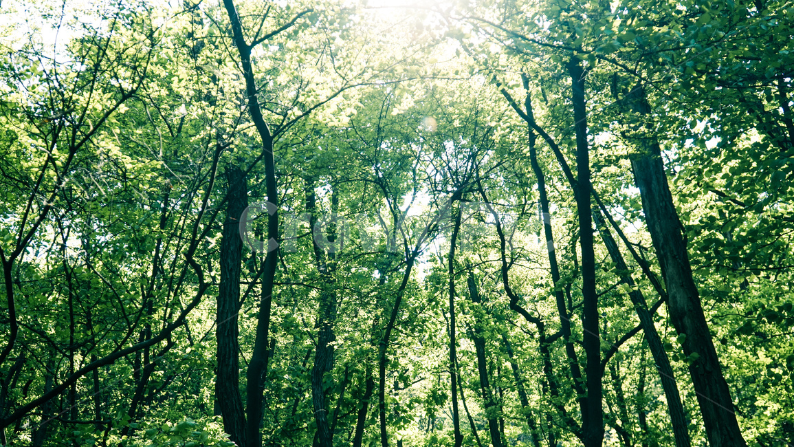 산,나무,숲,나뭇잎,잎,자연,풍경,nature,landscape,식물,plants,나무,trees,wood,휴식,힐링,rest,relaxation,healing,vegetation,초목,plant,tree,outdoors,옥외,forest,land,땅,woodland,삼림지,sunlight,햇빛,light,빛,flare,플레어