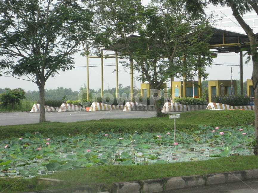 여름,summer,동남아,flower,blossom,꽃,plant,식물,lotus,연꽃,톨게이트,tollgate,outdoors,옥외