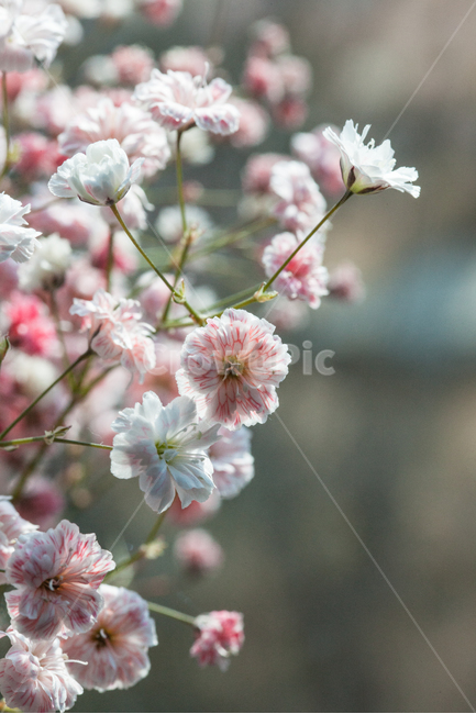 flower,flowers,꽃,꽃병,화병,식물,자연,plants,nature,꽃,flower,감성,sensible,feeling