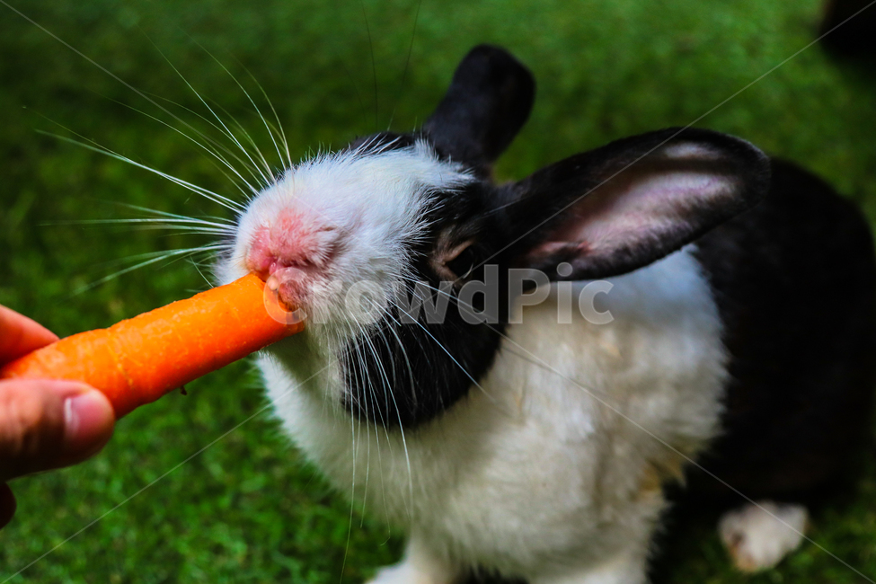 토끼,당근,먹는,풀,동물,동물,animal,포유류,mammal