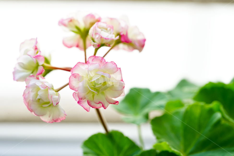 꽃,플라워,화분,flower,식물,생명,생물,감성,접사,색감,컬러,식물,자연,plants,nature,꽃,flower