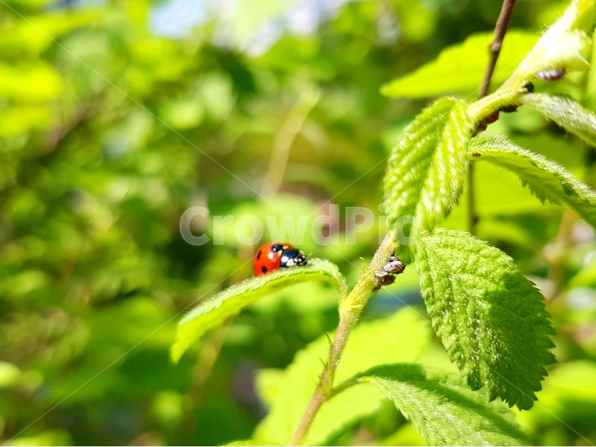 무당벌레,곤충,칠성무당벌레,딱정벌레,해충,익충,Ladybug,동물,animal,곤충,벌레,insect,bug