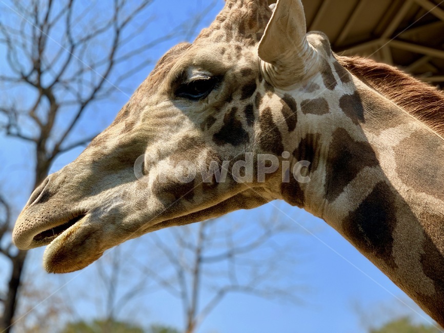 animal,동물,기린,giraffe,mammal,포유류,동물원,zoo,초식동물,야생동물,wildanimal,wildlife