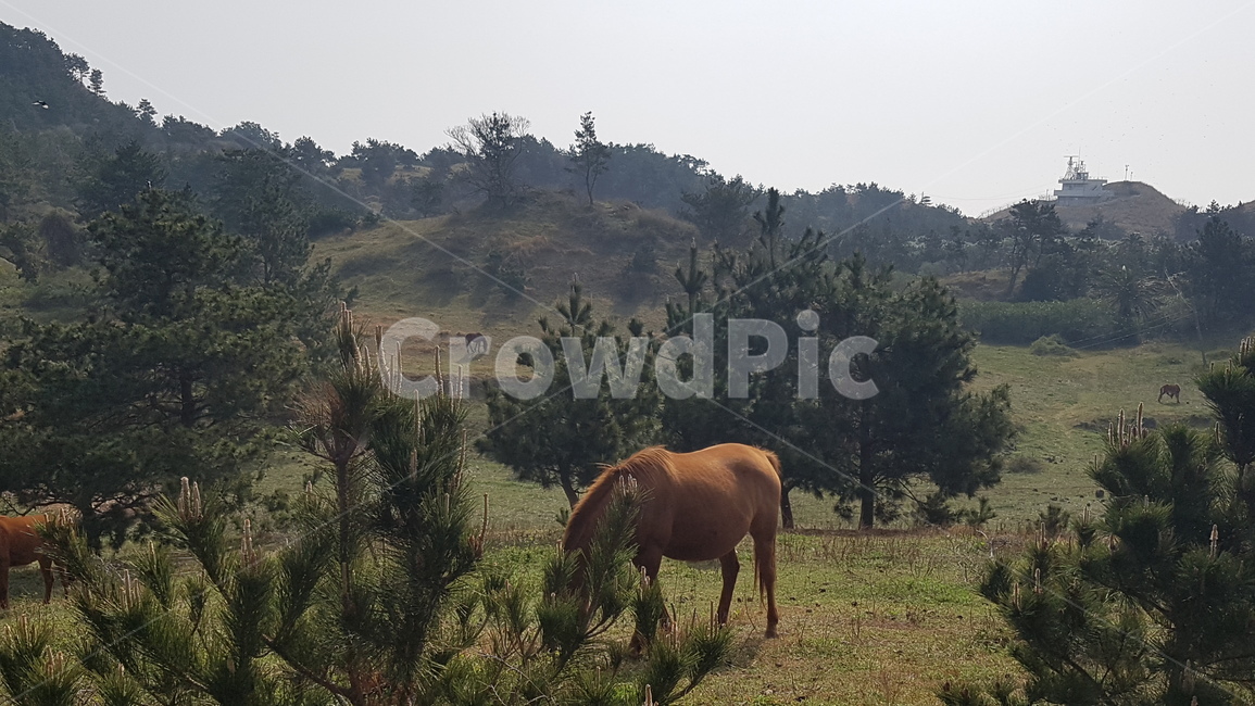 outdoors,field,목초지,countryside,말,농장