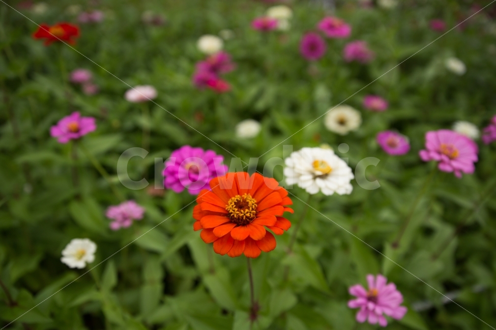 꽃,자연,풀,가을,가을꽃,식물,자연,plants,nature,꽃,flower