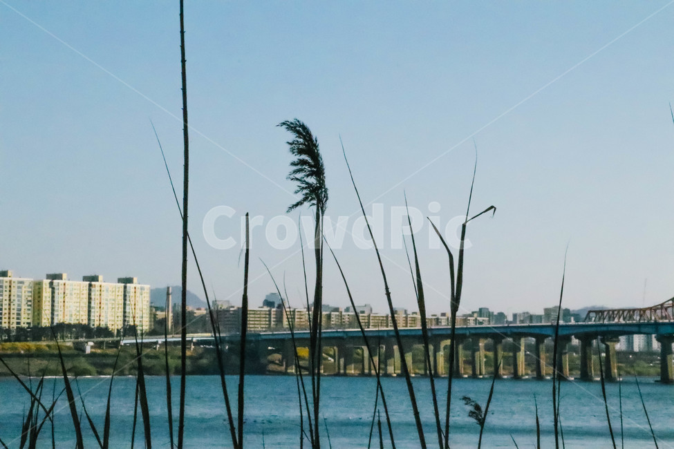 자연,물,water,nature,도시,갈대,감성