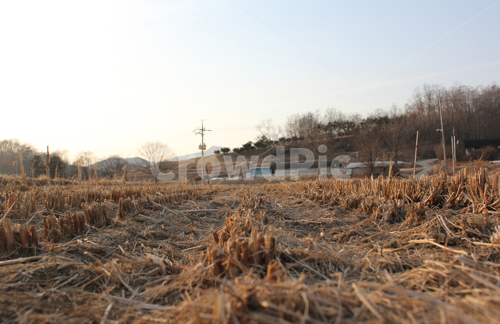 갈색,브라운,클로즈업,자른,잘린,땅,자연,식물,논,논농사,겨울,벼베기,시골,농사,풍경,시골풍경,퍼스펙티브,농경지,농촌,언덕,산,하우스,집,시골,마을,풍경,landscape,country,rural,town