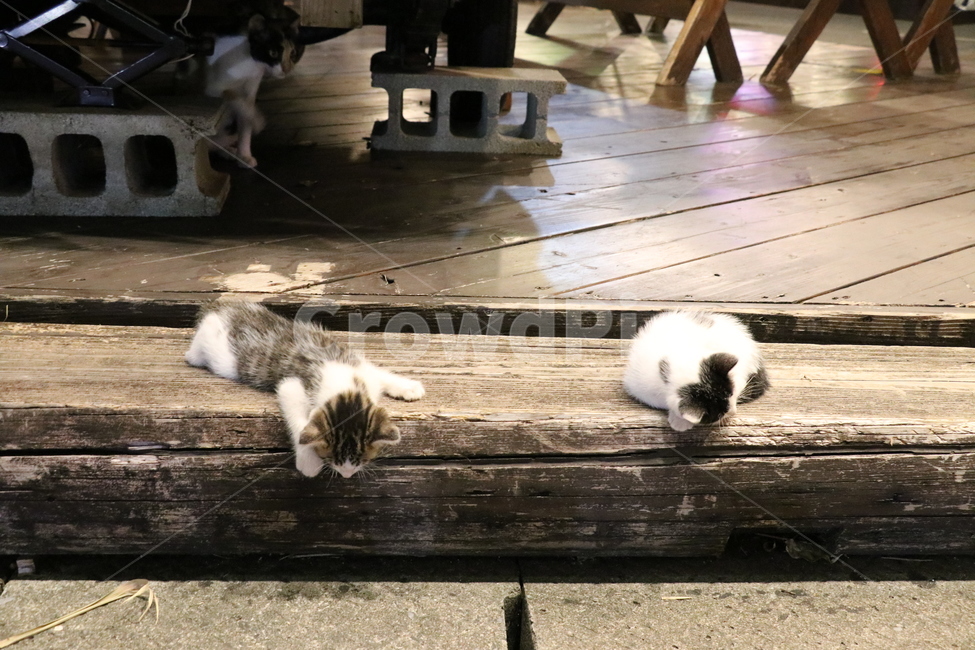 고양이,새끼고양이,아기고양이,낮잠,길고양이,아기,귀여움,밤,동물,동물,animal,포유류,mammal,고양이,cat,kitten,kitty