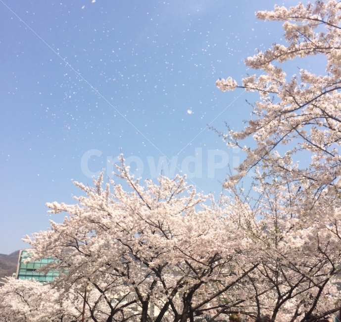 자연,벚꽃,하늘,감성,눈,겨울후에오는봄,봄,계절,spring,season,식물,자연,plants,nature,꽃,flower,plant,cherry blossom,blossom
