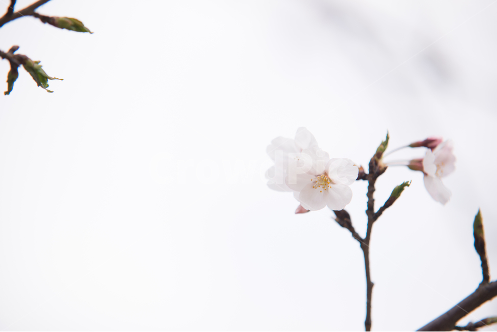 벚꽃,나무,분홍,꽃,봄,봄,계절,spring,season,식물,자연,plants,nature,꽃,flower,감성,sensible,feeling,plant,animal,동물,bird,새