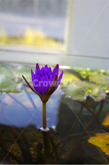 꽃,식물,flower,plant,수령,식물,자연,plants,nature,꽃,flower