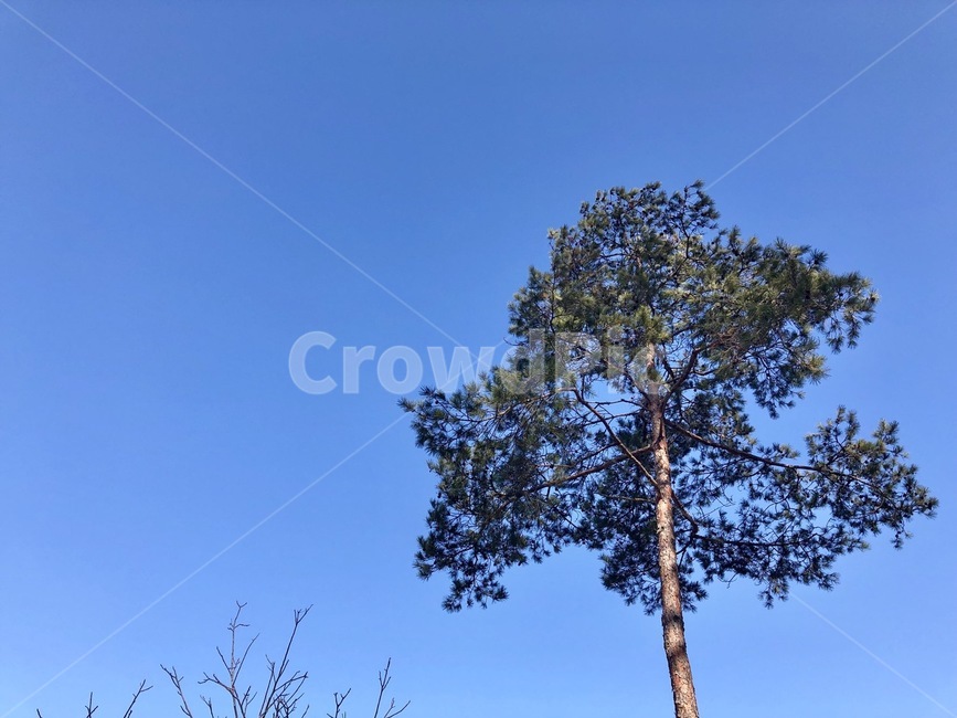 민속촌,한국,korea,질감,나무,자연,sky,꽃,돌,나뭇가지,하늘,식물,자연,plants,nature,나무,trees,wood