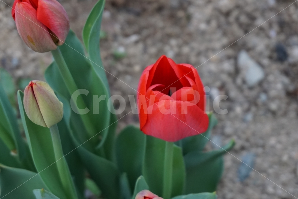한송이꽃,붉은꽃,빨간꽃,튤립,봄,spring,flower,봄꽃,이쁜꽃,감성사진,식물,자연,plants,nature,봄,계절,spring,season,꽃,flower,plant,blossom
