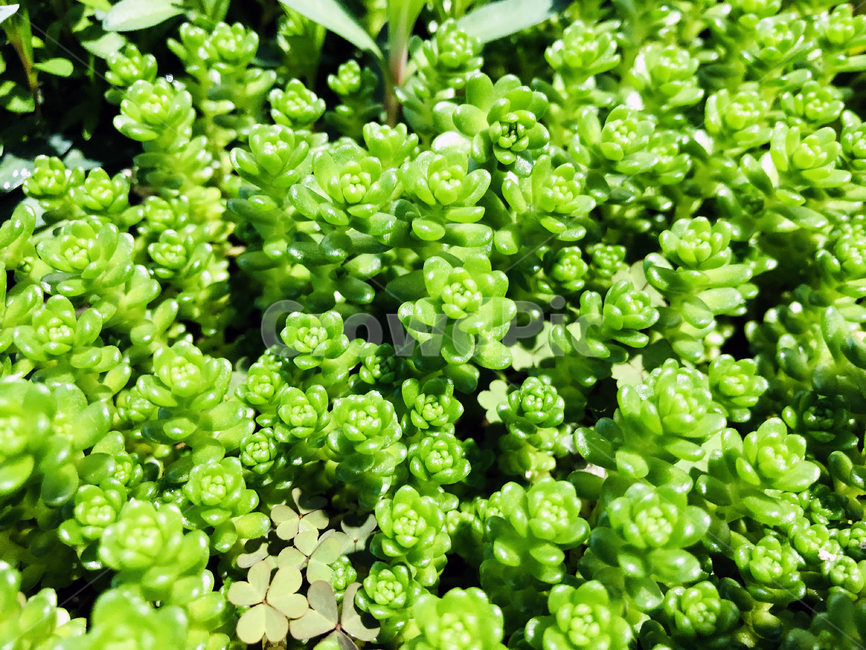 Dokdo Land Chae Songhwa,green,sedumorizifolium,portulacagrandiflora,ground pine flower,rosemoss,Chae Songhwa