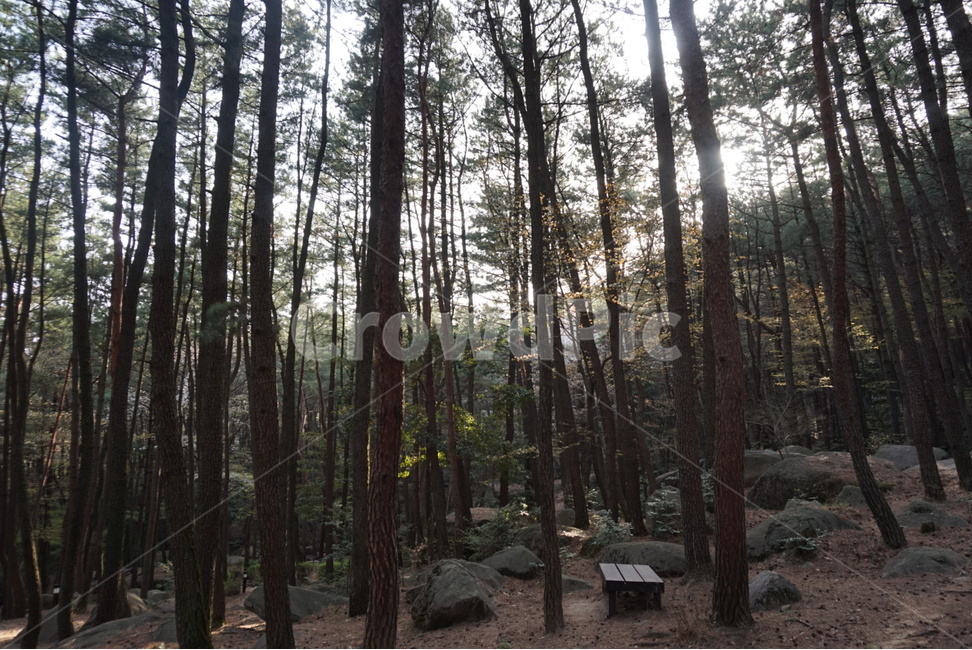 나무,숲,풀,수풀,공원,산,등산,우거진,우거진숲,식물,울창하다,울창함,울창,나무가지,바위,소풍,자연,풍경,nature,landscape,식물,plants,나무,trees,wood,휴식,힐링,rest,relaxation,healing,tree,plant,vegetation,초목,outdoors,옥외,forest,woodland,삼림지,grove,작은 숲,land,땅