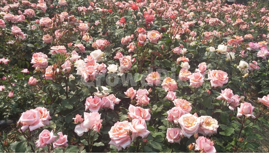 장미,분홍색,분홍꽃,장미밭,자연,풍경,아름다운,봄,rosse,pink,pinkflower,flower,nature,scenery,beautiful,spring,식물,자연,plants,nature,꽃,flower