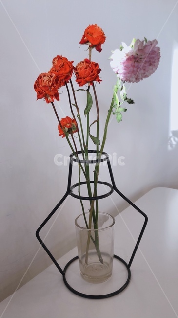 꽃,simple,flower,sun,spring