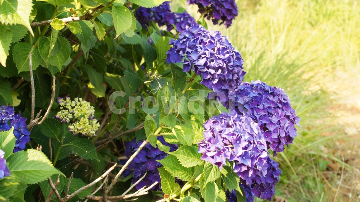 수국,꽃,봄,따뜻함,작은소망,감성,감성사진,확대,줌,소박한꿈,봄,계절,spring,season,식물,자연,plants,nature,꽃,flower,plant,bush,부시,vegetation,초목,blossom
