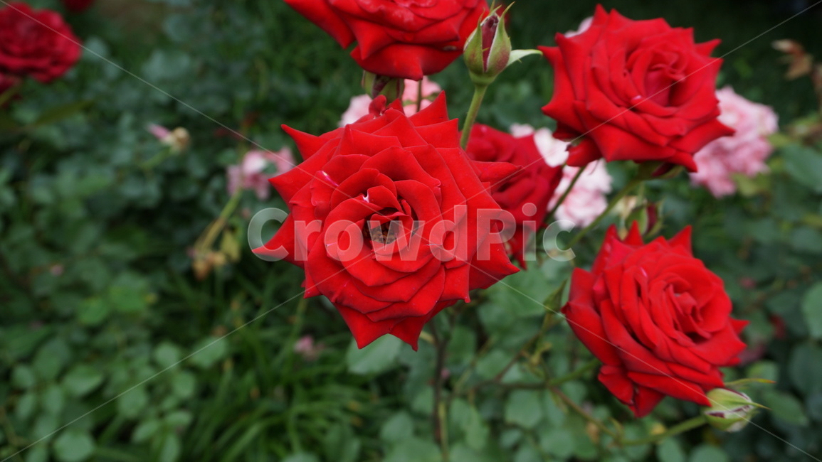 꽃,자연,식물,꽃축제,예쁜꽃,식물,자연,plants,nature,꽃,flower