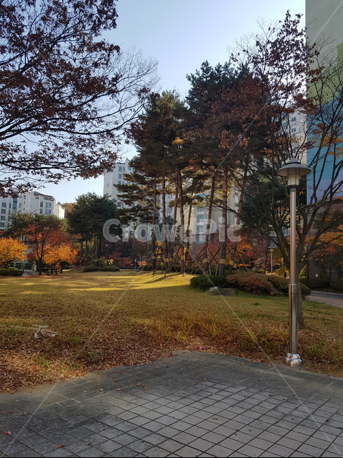 공원,마당,자연,나무,도심속,식물
