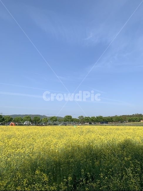 경주,유채꽃,꽃놀이,꽃,노랑,봄,감성,flower,식물,자연,plants,nature,꽃,flower