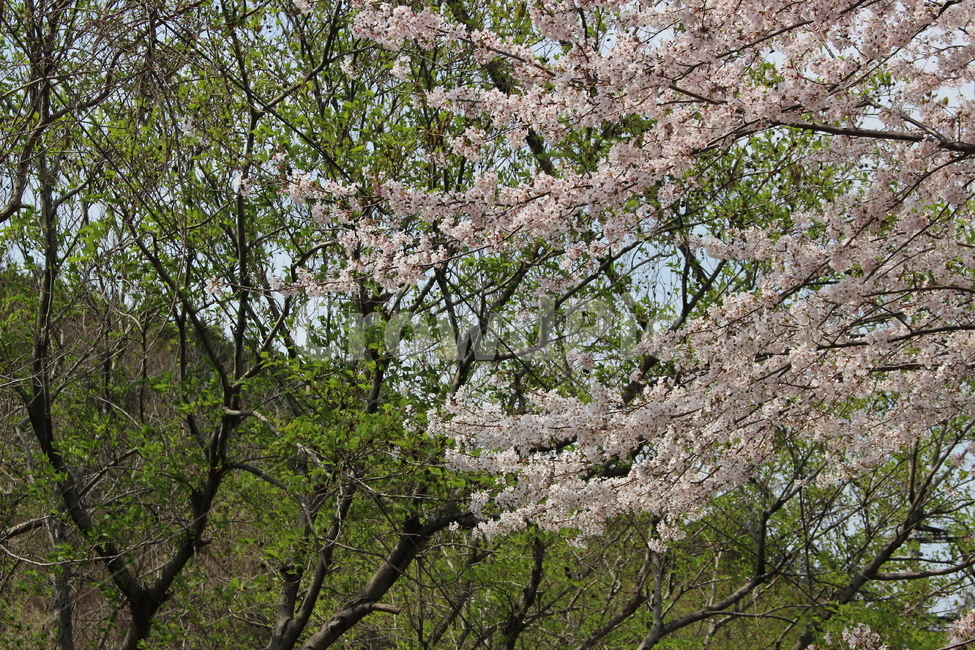 벚꽃,자연,감성,봄,dslr,하늘,벚꽃종류,봄,계절,spring,season,자연,풍경,nature,landscape,식물,plants,꽃,flower,plant,cherry blossom,blossom