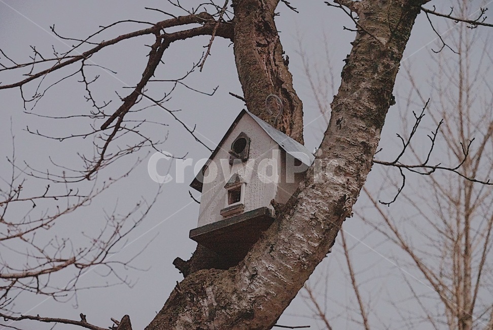 tree,나무,plant,식물,새집,birdhouse