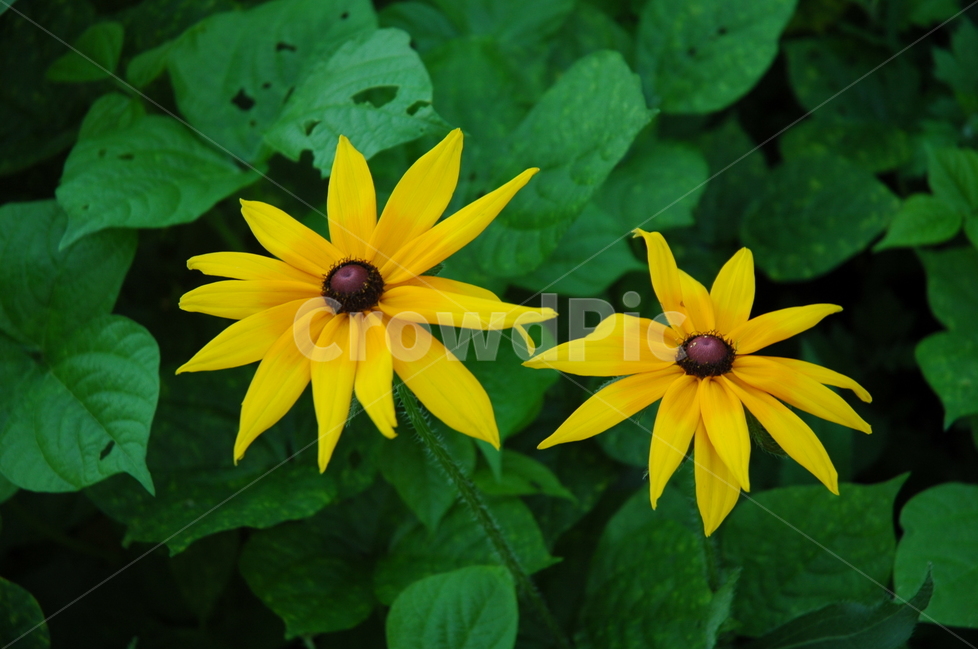 원추천인국,수잔루드베키아,rudbeckiabicolor,국화,꽃,식물,자연,plants,nature,꽃,flower