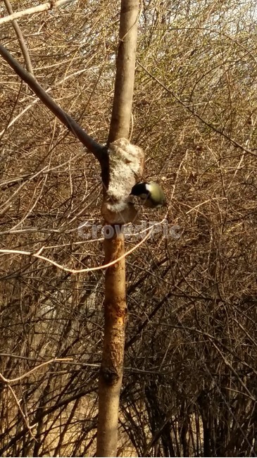 봄,새먹이,돼지비계,박새,산새,동물,animal,조류,새,birds