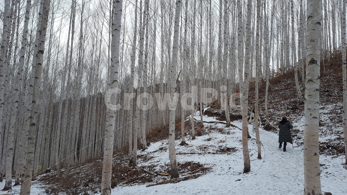 White,Snow,Winter,Forest,Injaewon Assistant Manager Birch Forest,Birch Trees
