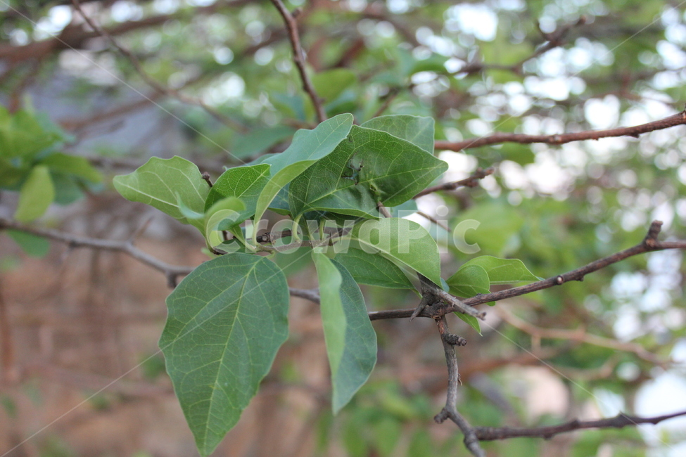 잎,leaf,식물,나뭇잎,초록식물,식물,자연,plants,nature