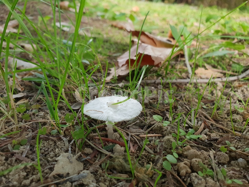 버섯,숲,화이트,힐링,자연,햇살,낙엽,흙,버섯,mushroom