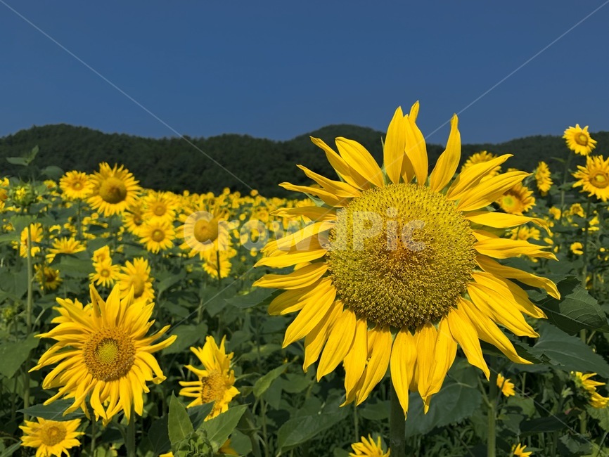 해바라기,감성,배경,꽃,자연,식물,자연,plants,nature,꽃,flower