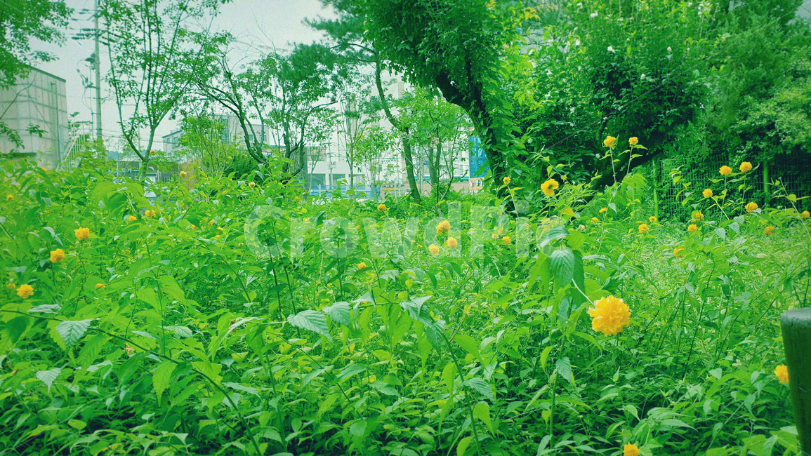 풀,정원,공원,어린이대공원,꽃,초록,야외,자연,풍경,나무,도시,낮,식물,봄,background,beautiful,bright,children,city,day,flower,foliage,forest,garden,grandpark,green,growth,korea,leaf,leaves,light,natural,nature,outdoor,park,plant,season,seoul,spring,summer,tree,wood,yellow