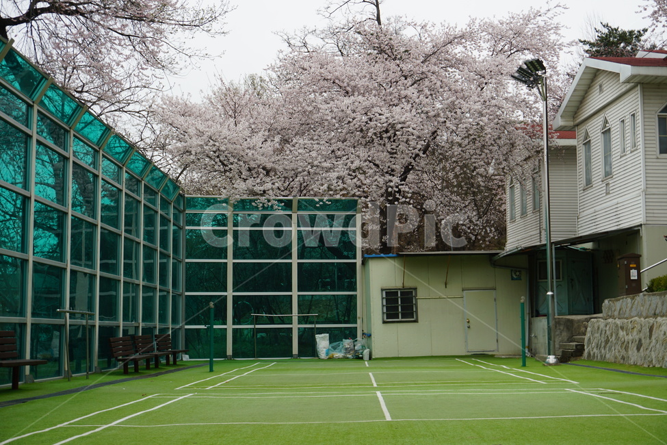 배드민턴장,테니스장,흐린날,초록색,운동,봄,계절,spring,season,sport,스포츠,tennis court,테니스 코트,sports