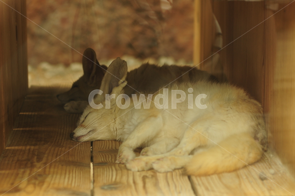 동물,사막여우,여우,fennecfox,페넥여우