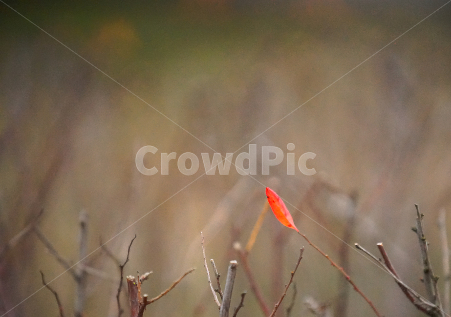 12월,초겨울,겨울,단풍,감성,식물,자연,가을,계절,fall,autumn,season,식물,자연,plants,nature