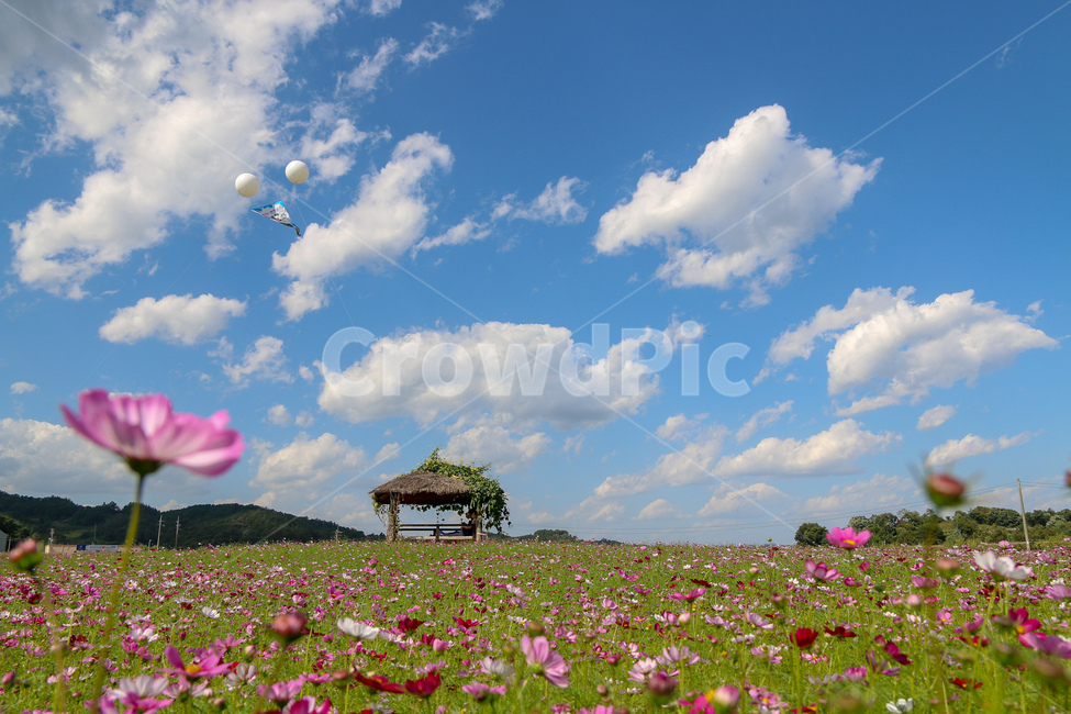 코스모스,풍경,꽃빝,자연,꽃,경기도,코스모스축제,flower,cosmos,flowergarden,자연,풍경,nature,landscape,식물,plants,꽃,flower