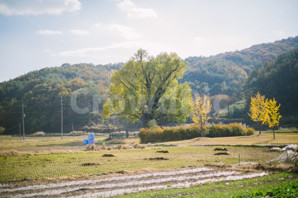 나무,계절,가을,노란색,감성,시골,마을,풍경,landscape,country,rural,town,감성,sensible,feeling,산업,industry,industrial,농업,농사,agriculture,farming,farming industry