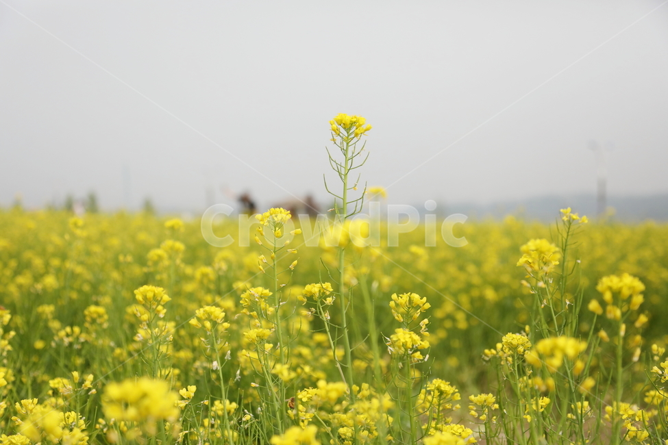 유채꽃,꽃밭,구리한강시민공원,풍경,5월,봄,계절,spring,season,식물,자연,plants,nature,꽃,flower,field,들,grassland,목초지,outdoors,옥외