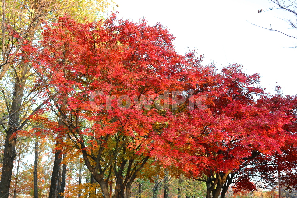 단풍,단풍나무,나무,식물,가을,자연,가을,계절,fall,autumn,season,자연,풍경,nature,landscape,tree,plant,maple