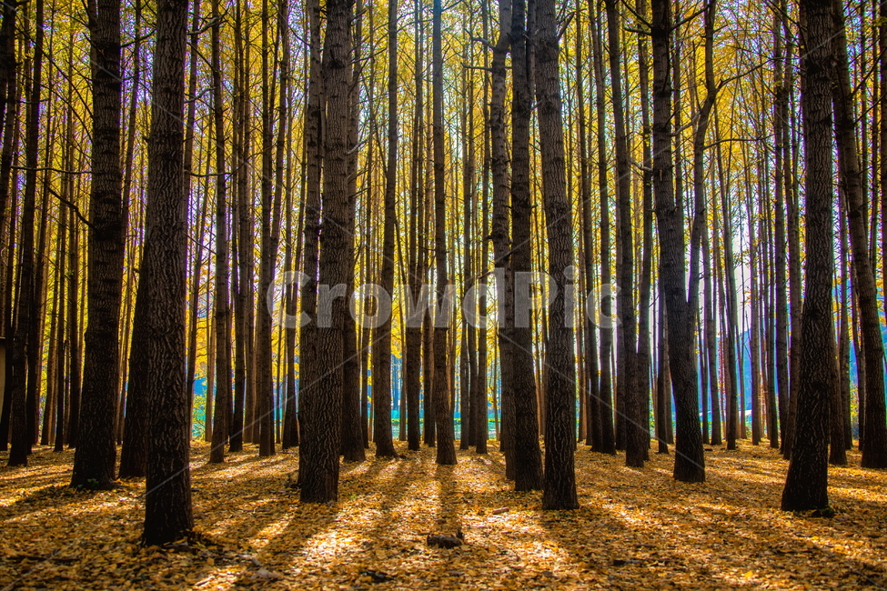 은행나무,은행,풍경사진,가을풍경,풍경,tree,나무,plant,식물