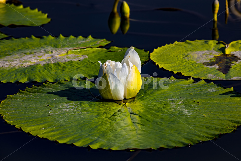 수련,연꽃,연,수상식물,습지,연못,반영,식물,에이트런스,청순,부엽식물,flower,식물,자연,plants,nature,꽃,flower