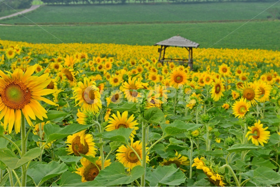 plant,식물,blossom,flower,꽃,sunflower,해바라기,고창,학원농장,해바라기밭,원두막